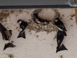 Ein Mehlschwalbennest wird an einer Hauswand gebaut