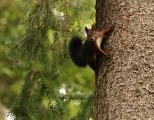 Eichhörnchen auf Baum