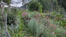 Jardin naturel avec de nombreuses herbes et fleurs en floraison