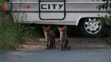 Jungfüchse vor einem Campingwagen