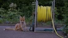 Jungfuchs neben Gartenschlauch