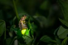 Glühwürmchen-Nahaufnahme