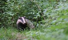 Dachs in einem Garten