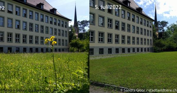 Stadtwildtiere Zrich